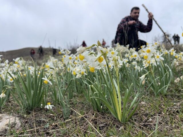 Şanlıurfa’da Yağmur Altında 10 Kilometrelik Yolculuk: Nergisler İçin Yürüdüler