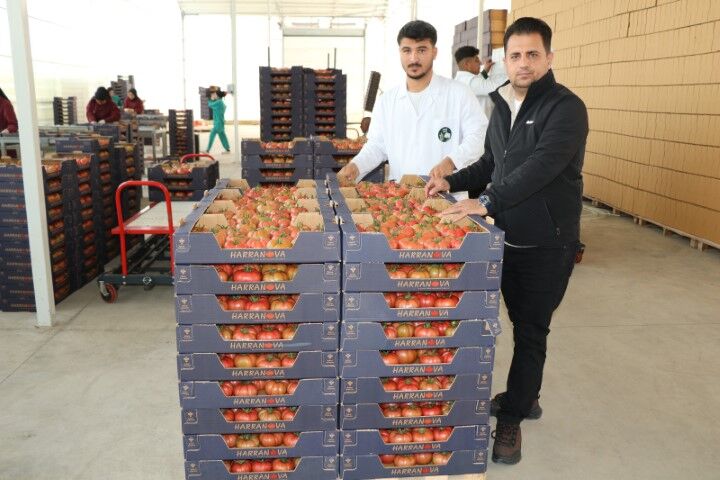 Aa 20260421 41166516 41166513 Sanliurfada Topraksiz Tarim Yontemiyle Yetistirilen Domatesin Hasadi Yapildi (Küçük)