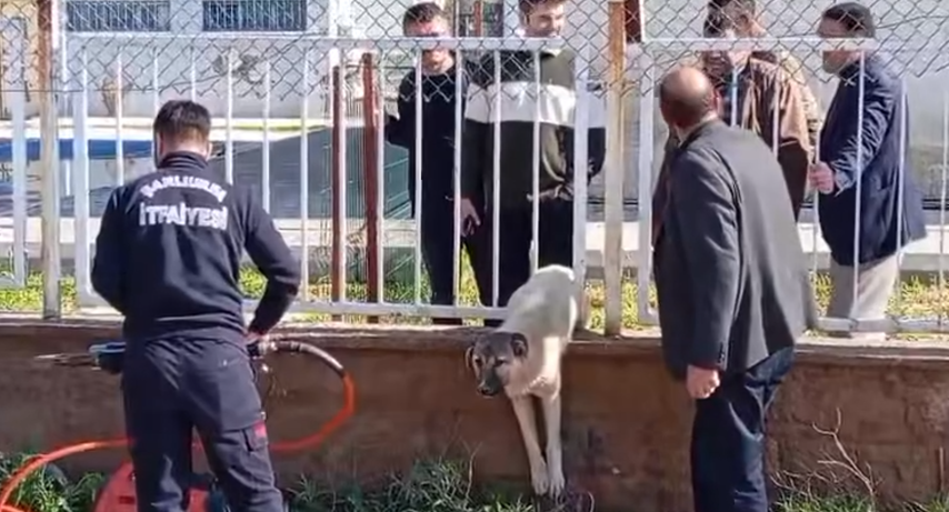 Şanlıurfa’da köpeğin imdadına itfaiye yetişti
