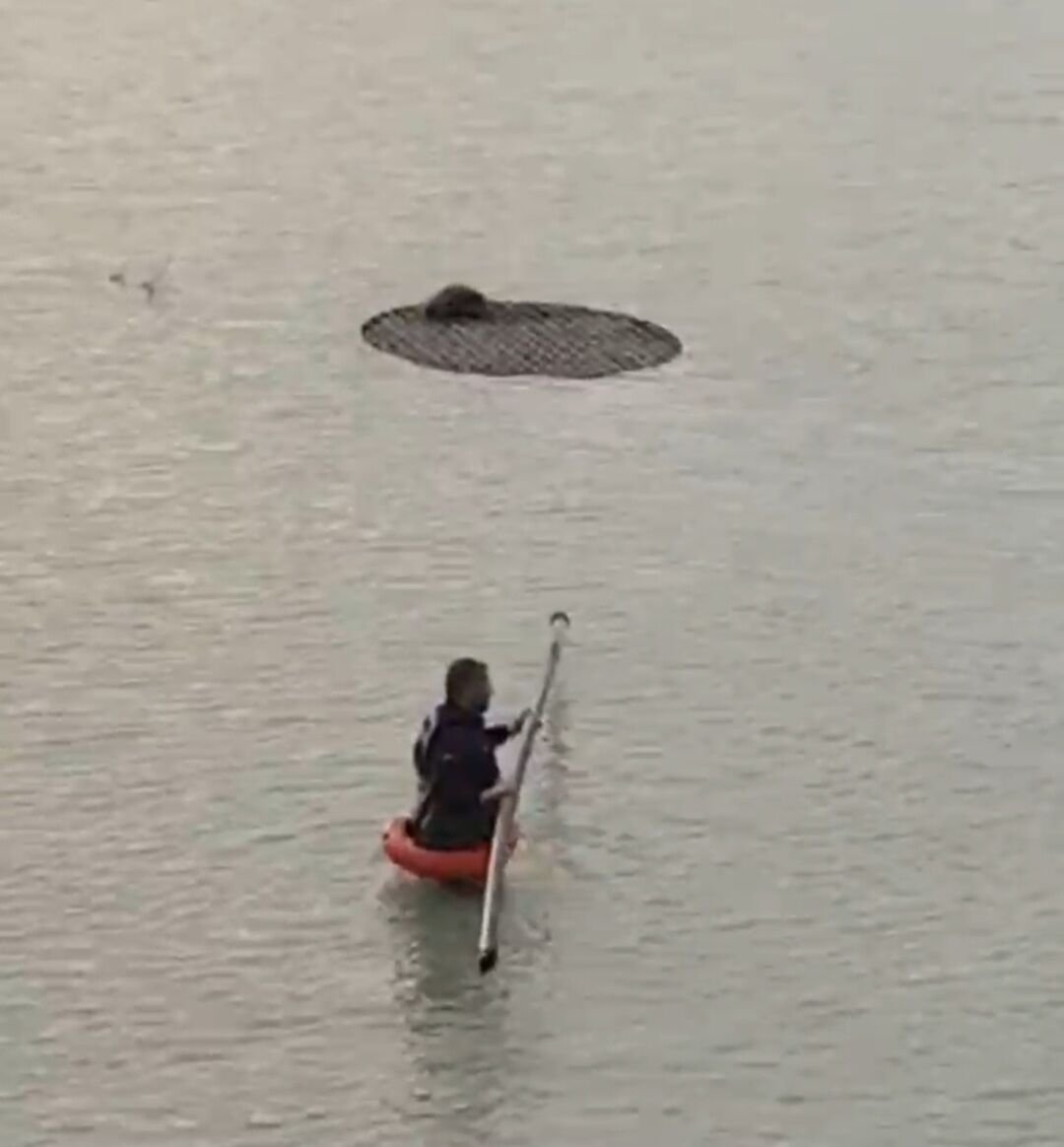 Şanlıurfa’da Sulama Havuzuna Düşen Tilki Kurtarıldı