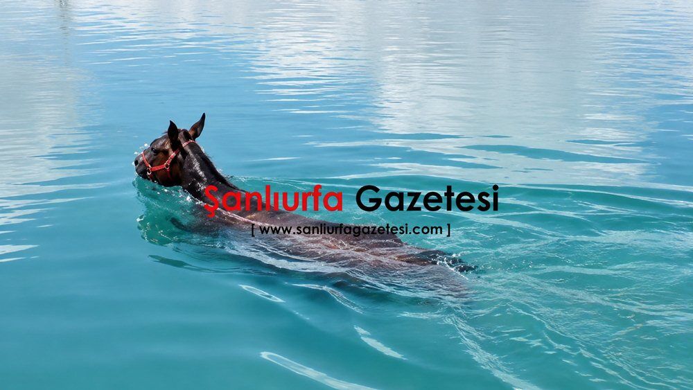 Fırat Nehri’nde Can Pazarı: Vatandaşlar Boğulmak Üzere Olan Atı Kurtardı