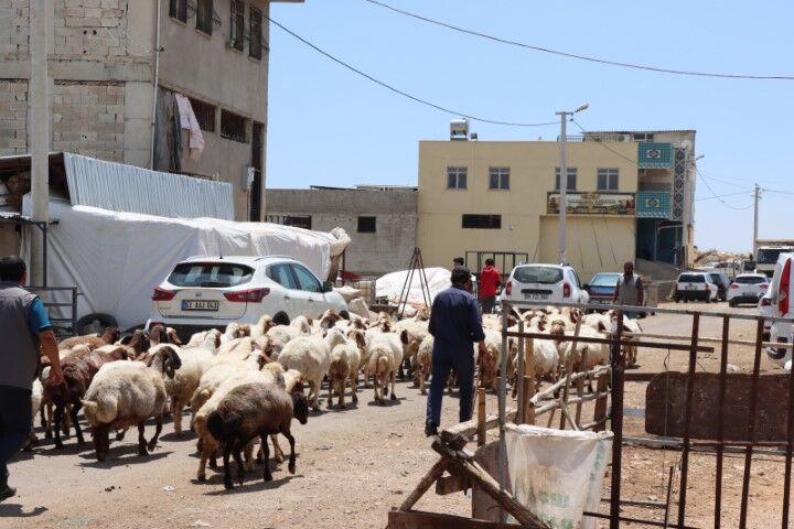 Şanlıurfa Büyükşehir’den Kurban Bayramı Öncesi Yoğun İlaçlama Çalışması
