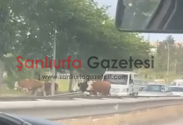 Şanlıurfa’da Ahırdan Kaçan İnekler Trafiği Kilitledi