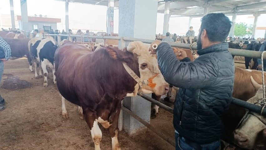 Şanlıurfa Hayvan Pazarında Kurbanlık Yoğunluğu Başladı (2) (Küçük)