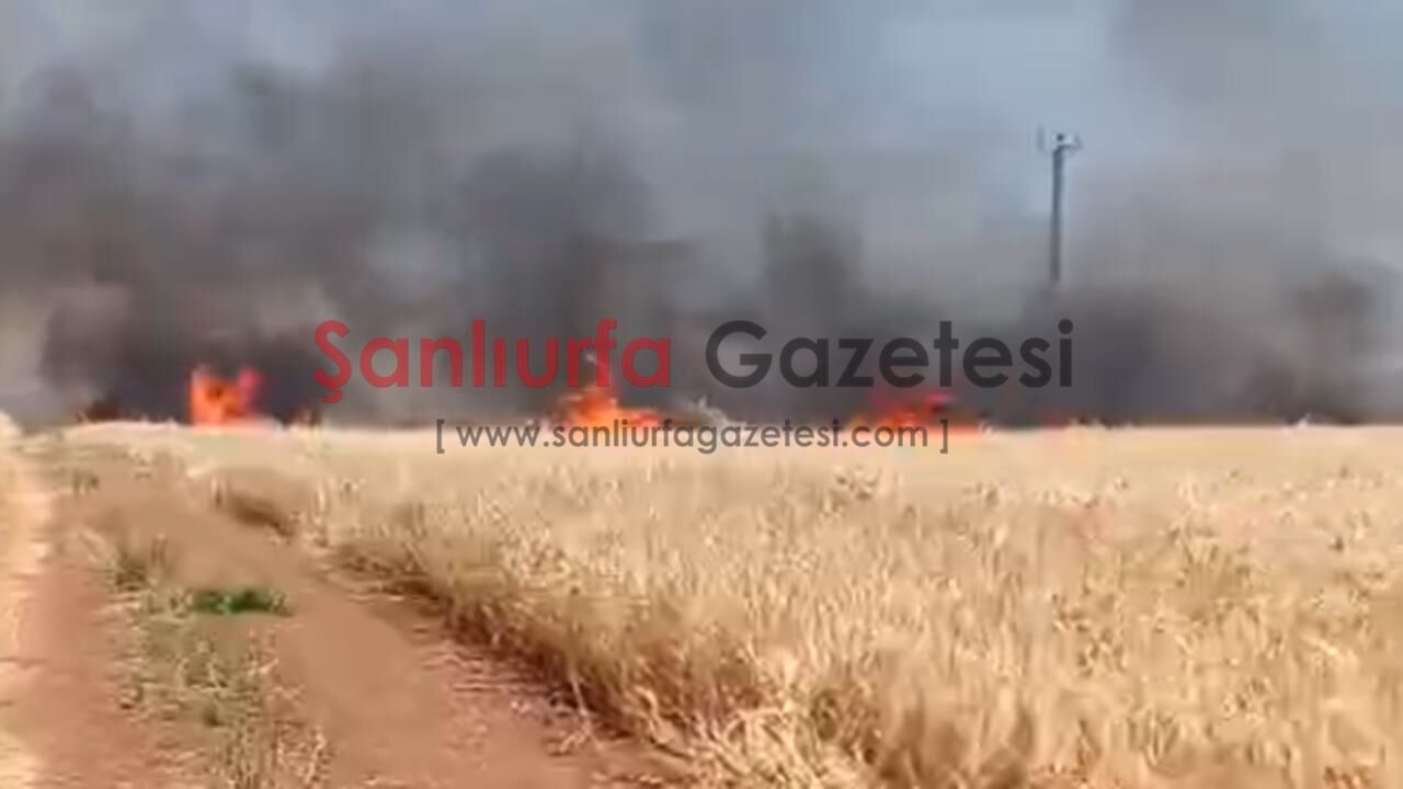 Şanlıurfa'da 300 Dönüm Buğday Tarlası Yangında Kül Oldu