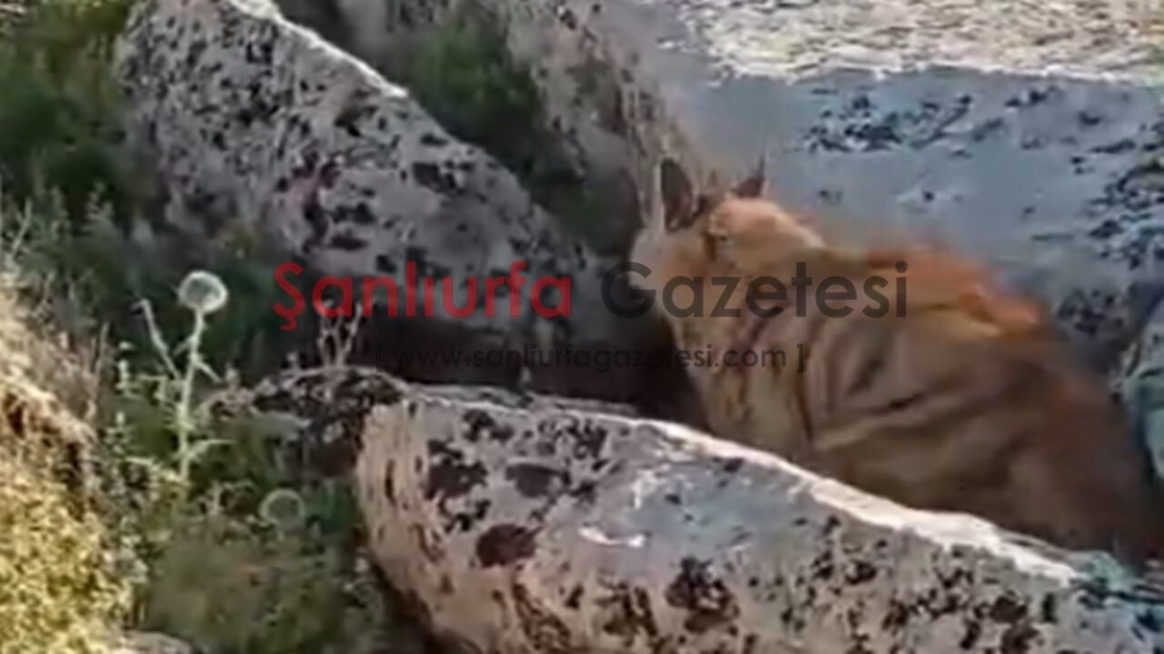 Şanlıurfa’da Nadir Görülen Çizgili Sırtlan Kameralara Yansıdı