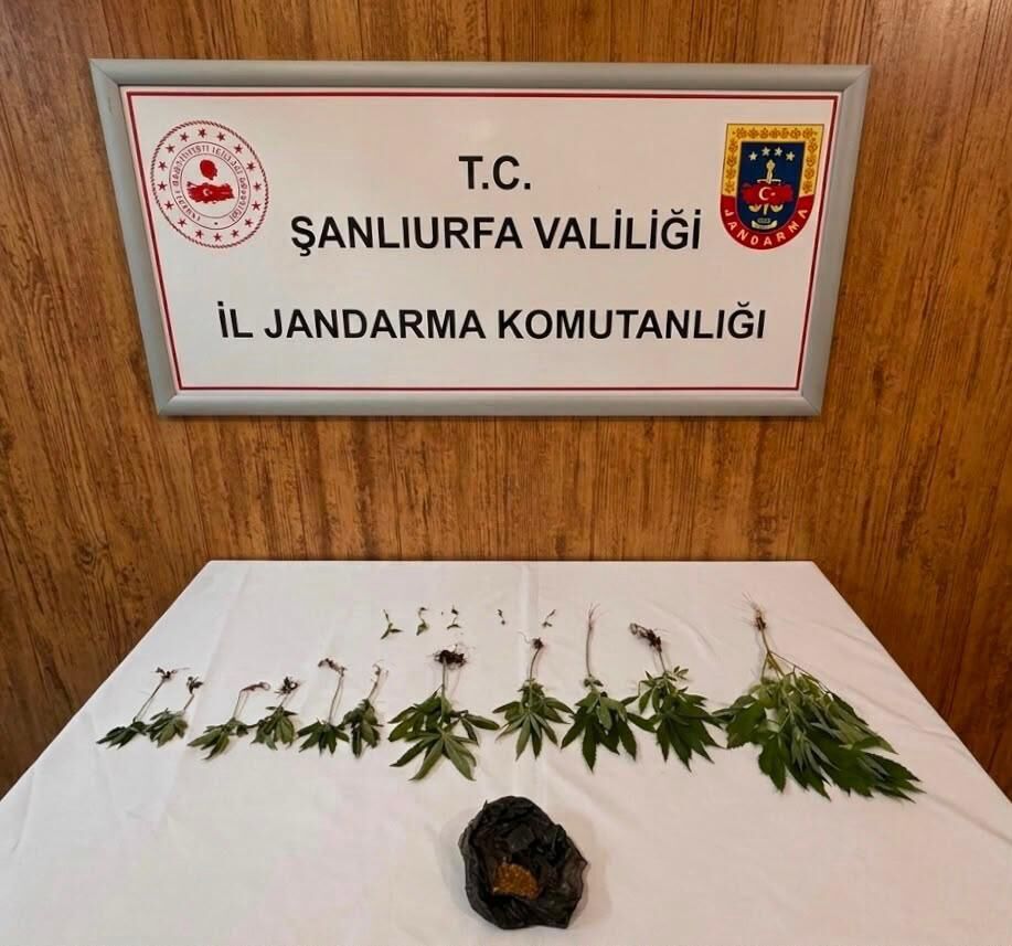 Şanlıurfa’da Kenevir Operasyonu: 20 Kök Ele Geçirildi
