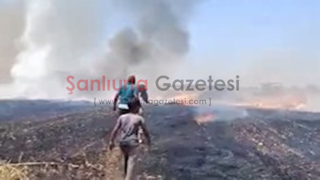 Harranlı çiftçiler neye uğradığını şaşırdı; Tişörtleriyle söndürdüler!