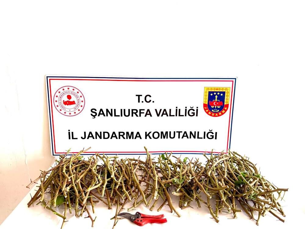 Acemi fıstık hırsızları iş başında yakalandı; Şanlıurfa Jandarma geçit vermedi!
