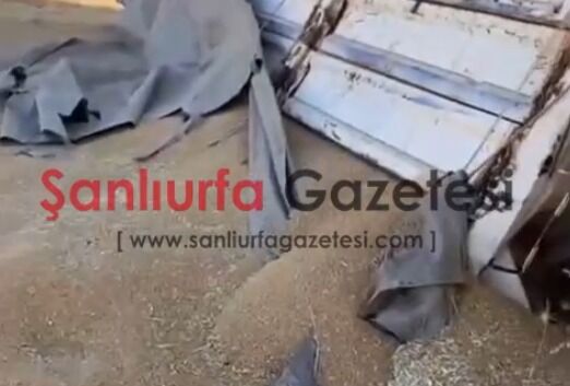 Şanlıurfa’da Buğday Yüklü Kamyon Devrildi! Sürücü Yaralandı