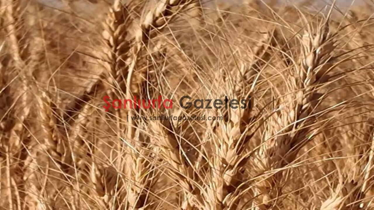 Kadim Şehir Şanlıurfa’da Buğday Hasat Sezonu Başladı (2)-1