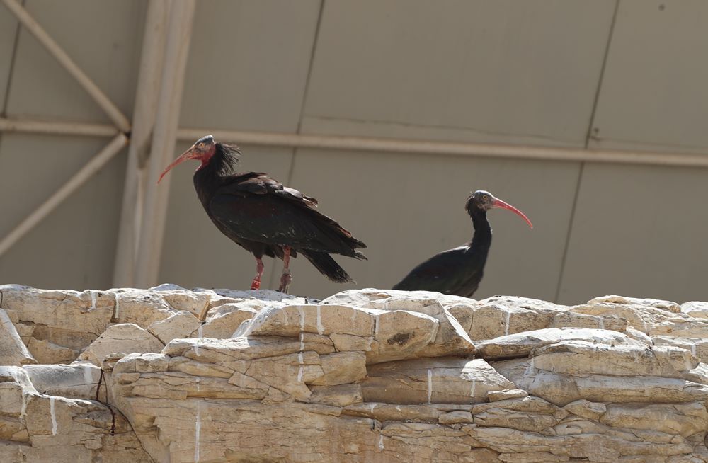 Kelaynak 2