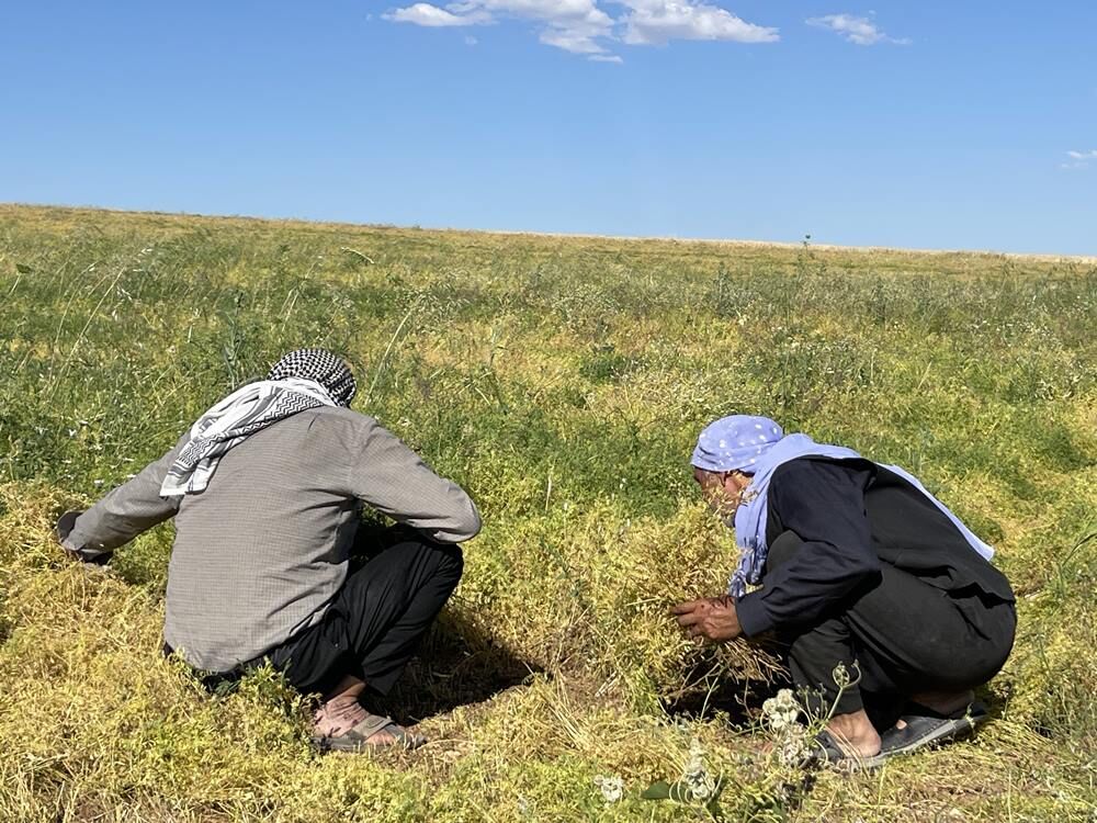 Mercimek Hasadı 1
