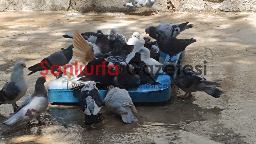 Şanlıurfa’da İlginç Görüntüler! Güvercinler Havuzlarda Serinledi