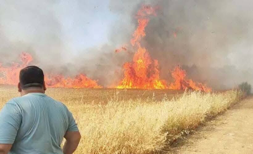 Şanlıurfa’da Buğday Tarlasında Yangın: 50 Dönüm Alan Kül Oldu