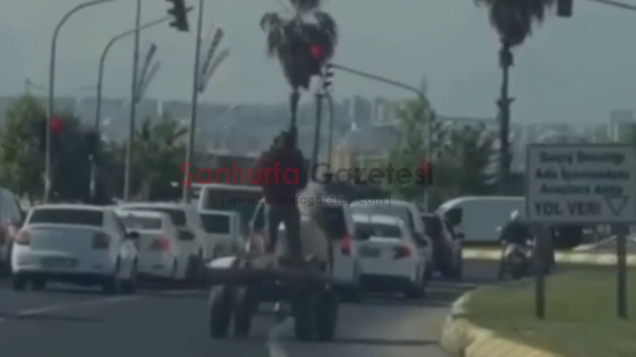 Şanlıurfa'da At Arabasıyla Kırmızı Işıkta Bekledi, Sosyal Medyada Gündem Oldu