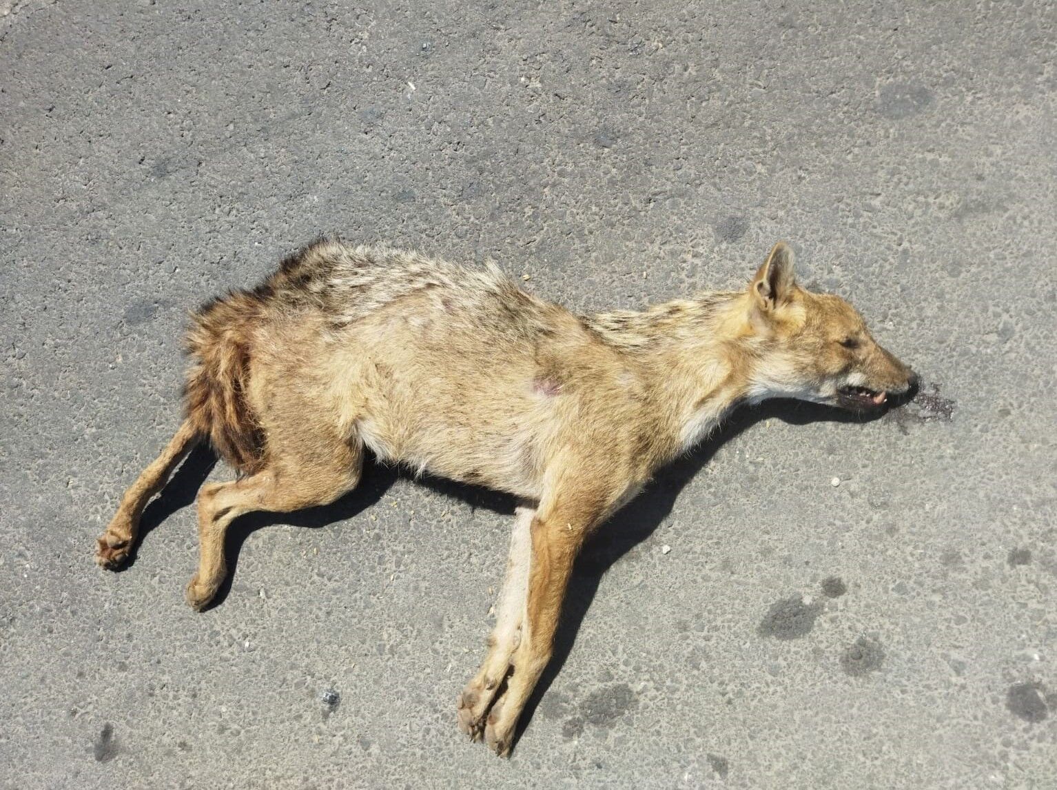 Şanlıurfa'da nesli koruma altındaki altın çakal telef oldu