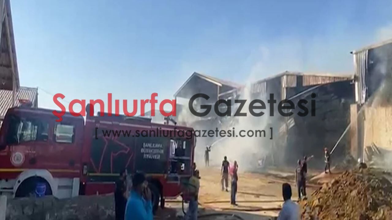 Şanlıurfa'da besi çiftliğinde yangın: Ekiplerin müdahalesi sürüyor, olay yerinden ilk görüntüler