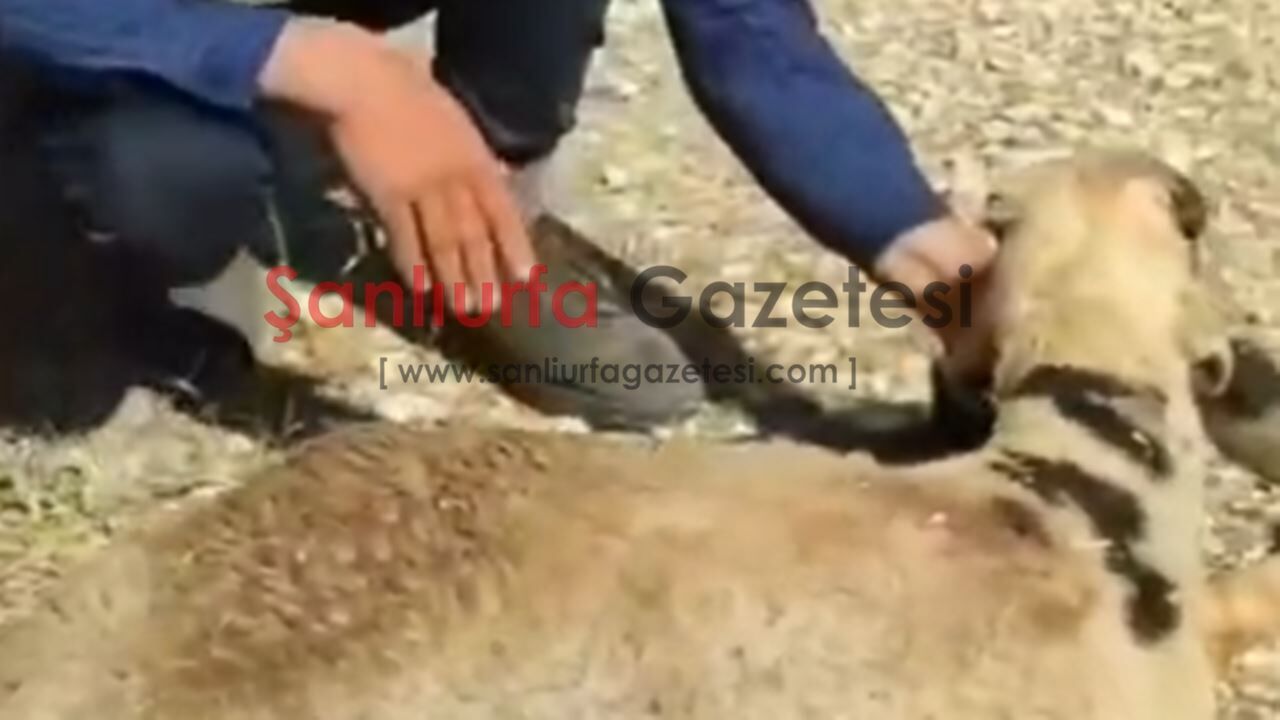 Şanlıurfa'da 15 Metrelik Kuyuya Düşen Koyun İtfaiye Tarafından Kurtarıldı
