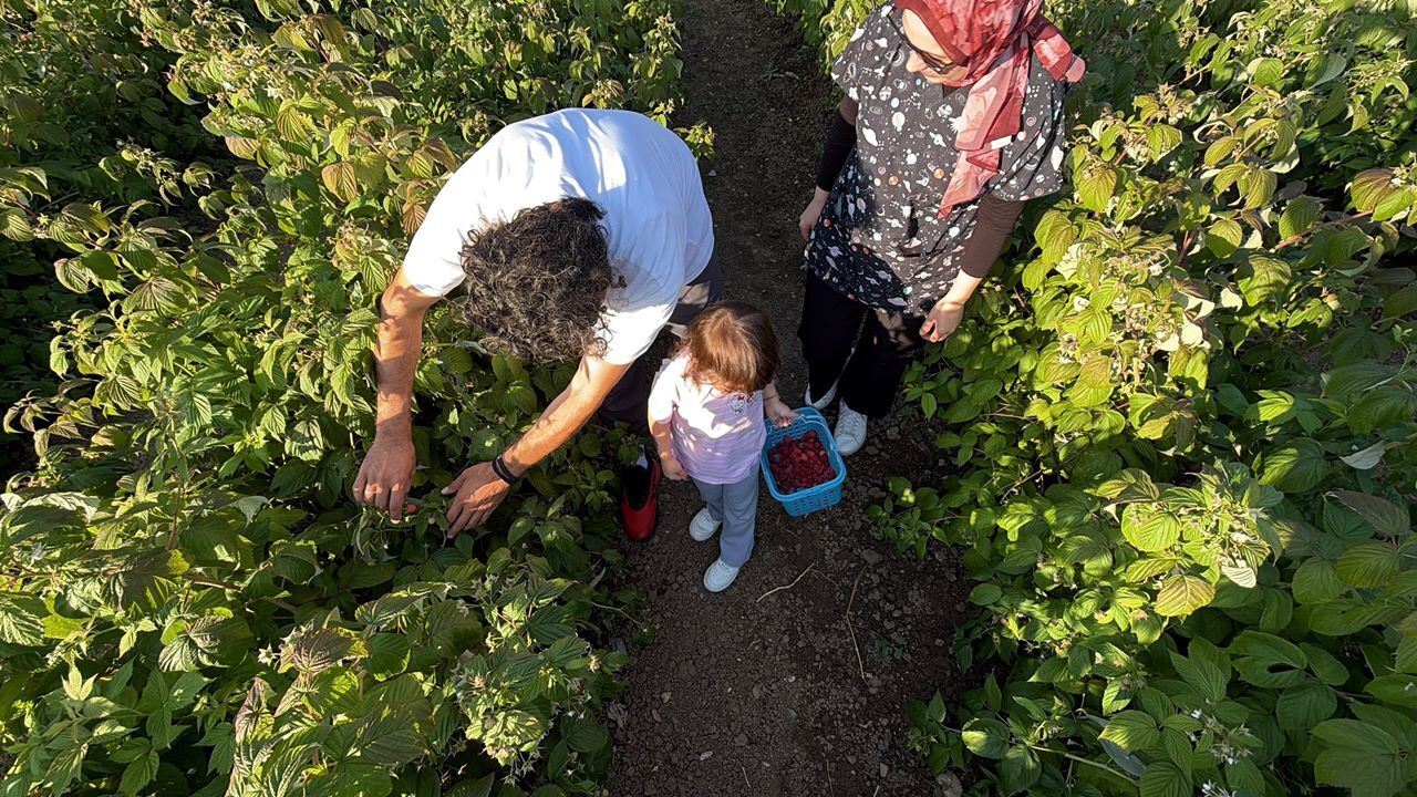 Şanlıurfa’dan da birçok ziyaretçi ağırlıyor: Bolu’daki o tarlaya yoğun talep!