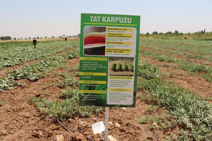 Şanlıurfa'da Ata Tohumları Gelecek Nesiller Için Korunuyor (6)