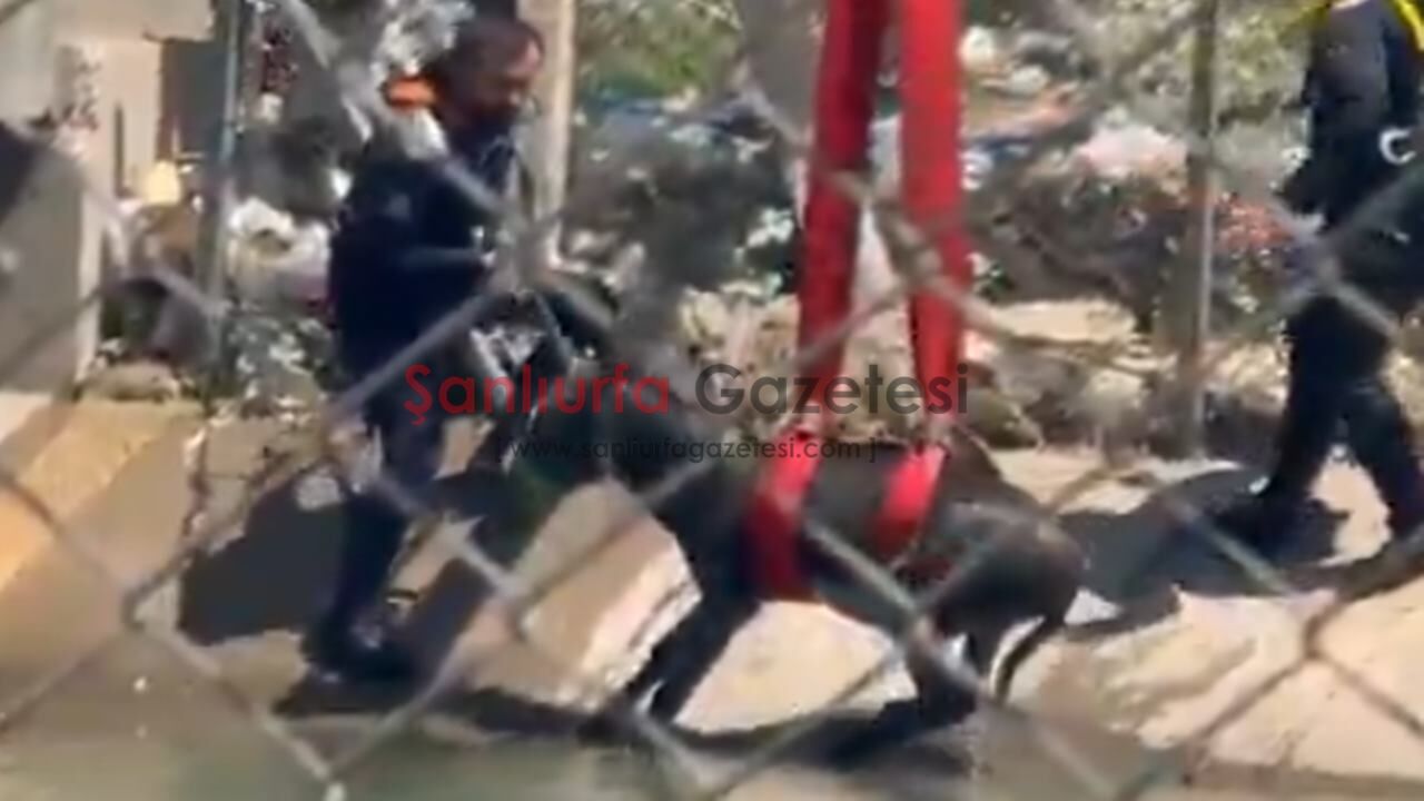 Şanlıurfa'da Sulama Kanalına Düşen Eşek Kurtarıldı
