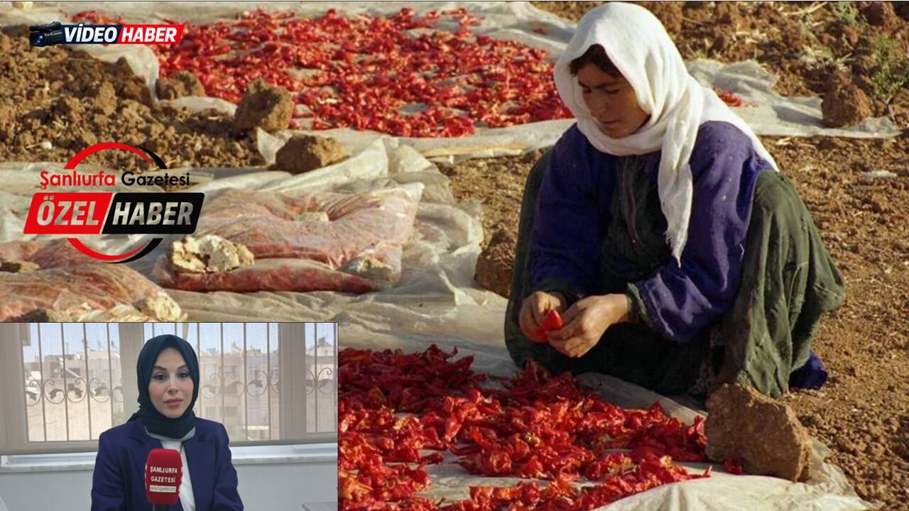 Şanlıurfa’da Kadınların Yaşadığı Sorunlar Ortaya Çıktı! Uzman Psikolog Anlattı