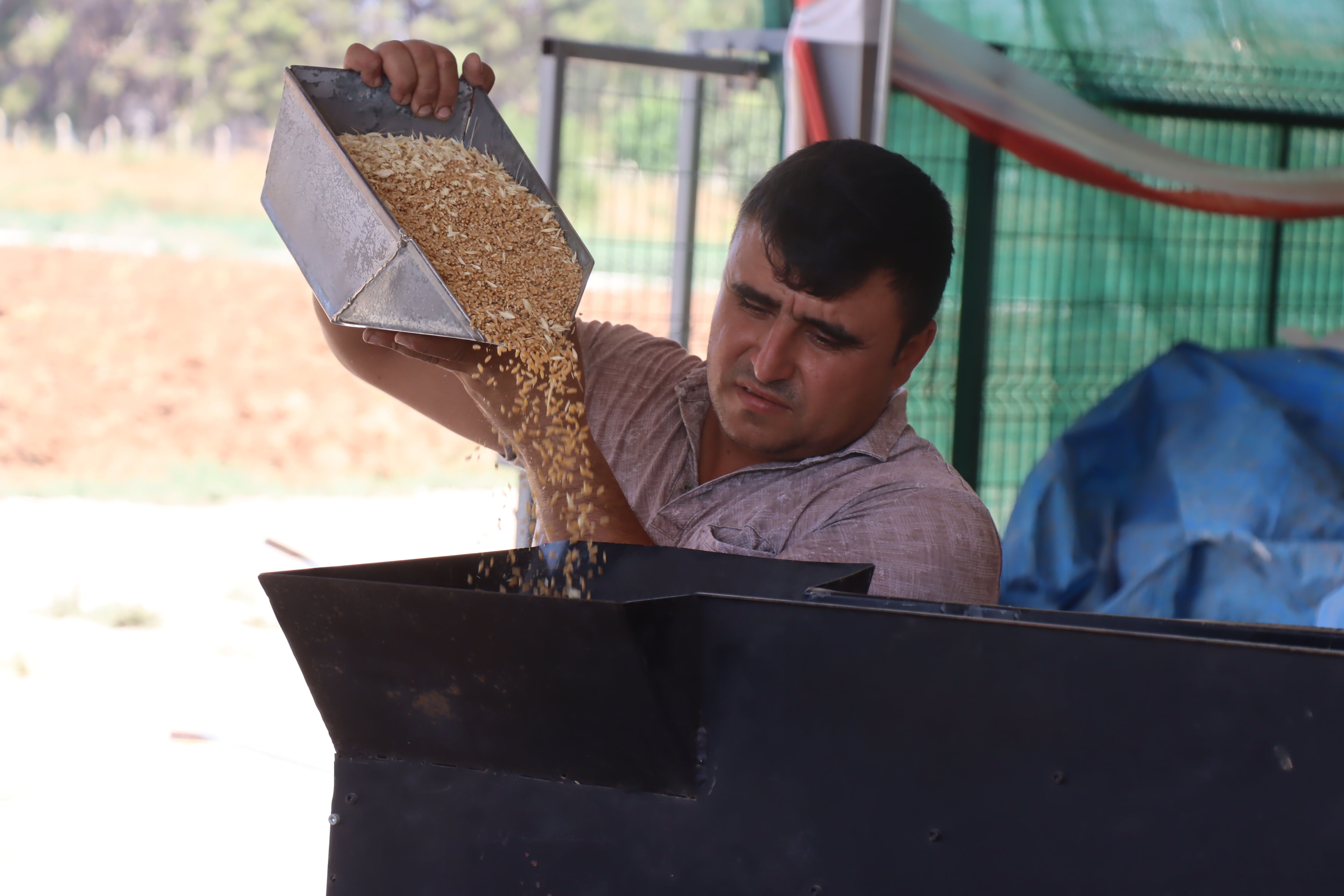 Yerli tohum dönemi Şanlıurfa'da standartları gerisinde bıraktı