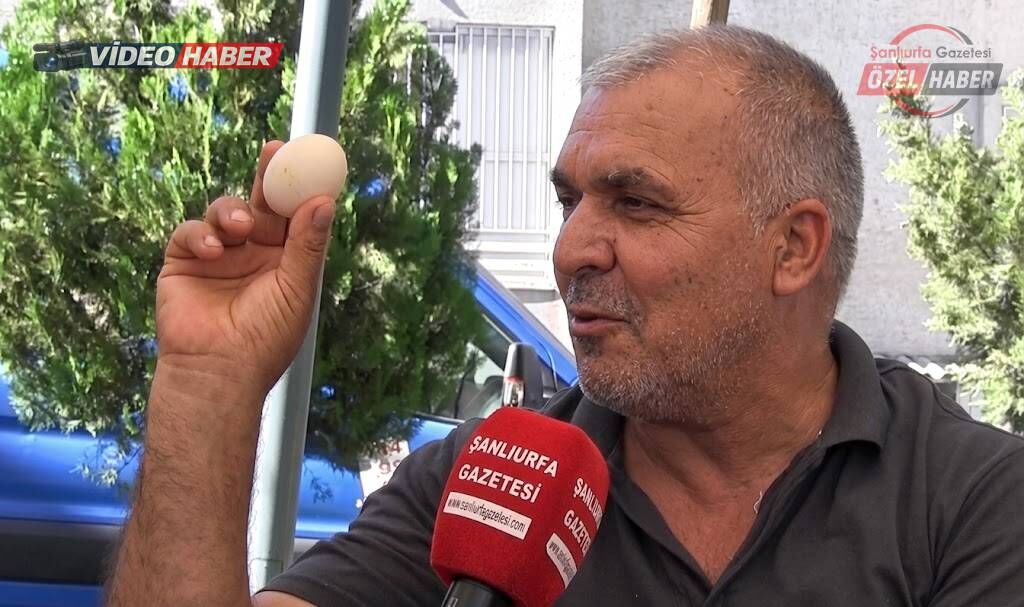 Yumurta alırken dikkat! Şanlıurfa’da uzmanından “Bozuk yumurta” uyarısı