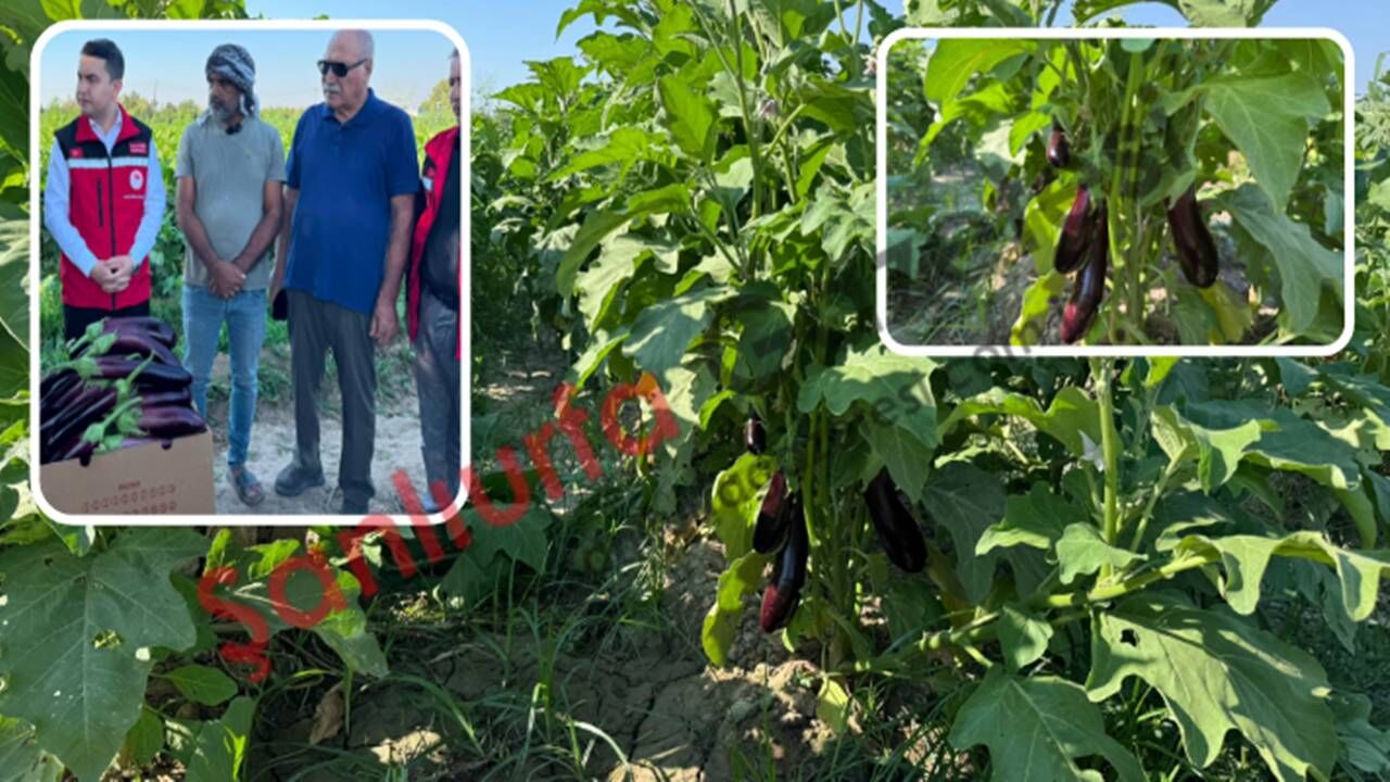 Birecik Patlıcanı’nda sezonun ilk hasadı gerçekleştirildi