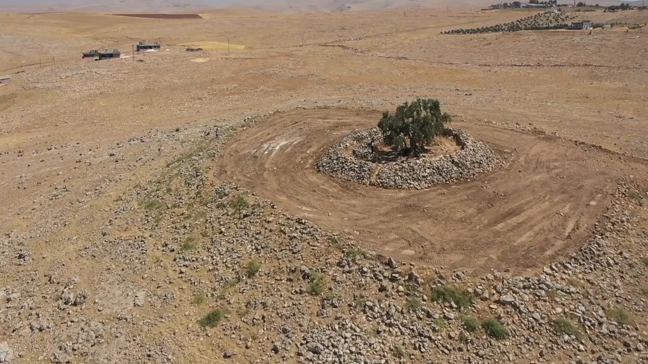 13 Asırdır Şanlıurfa'da bereketin simgesi 'Cudi' sulanmadan meyve veriyor