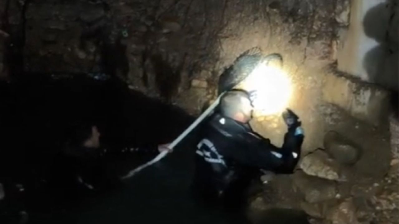 Şanlıurfa'da sarnıca düşen kedi yavrusu çıkarıldı