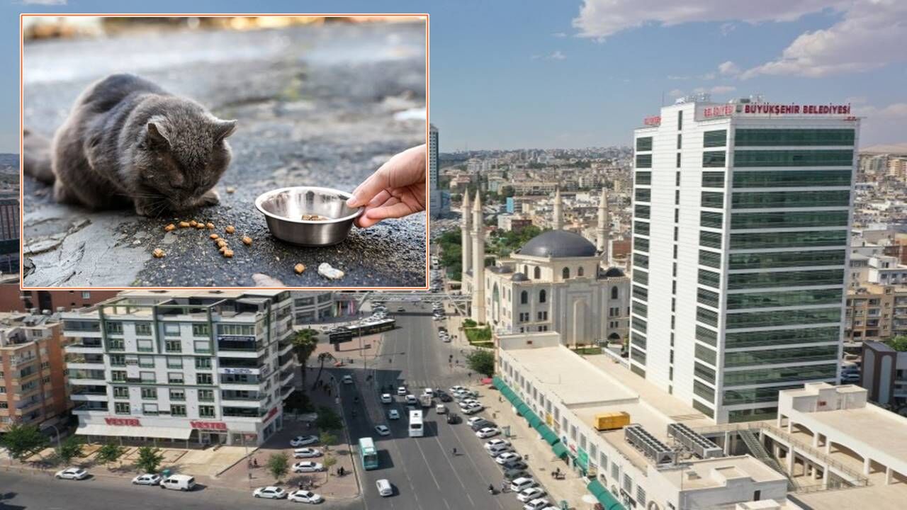 Şanlıurfa’da Sokak Hayvanları İçin Dev İhale! Tam 200 Ton Mama Alınacak