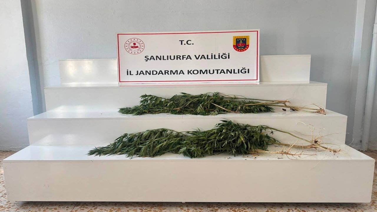 Şanlıurfa’da JASAT ve ilçe jandarmadan kök keneviri operasyonu: 2 gözaltı!