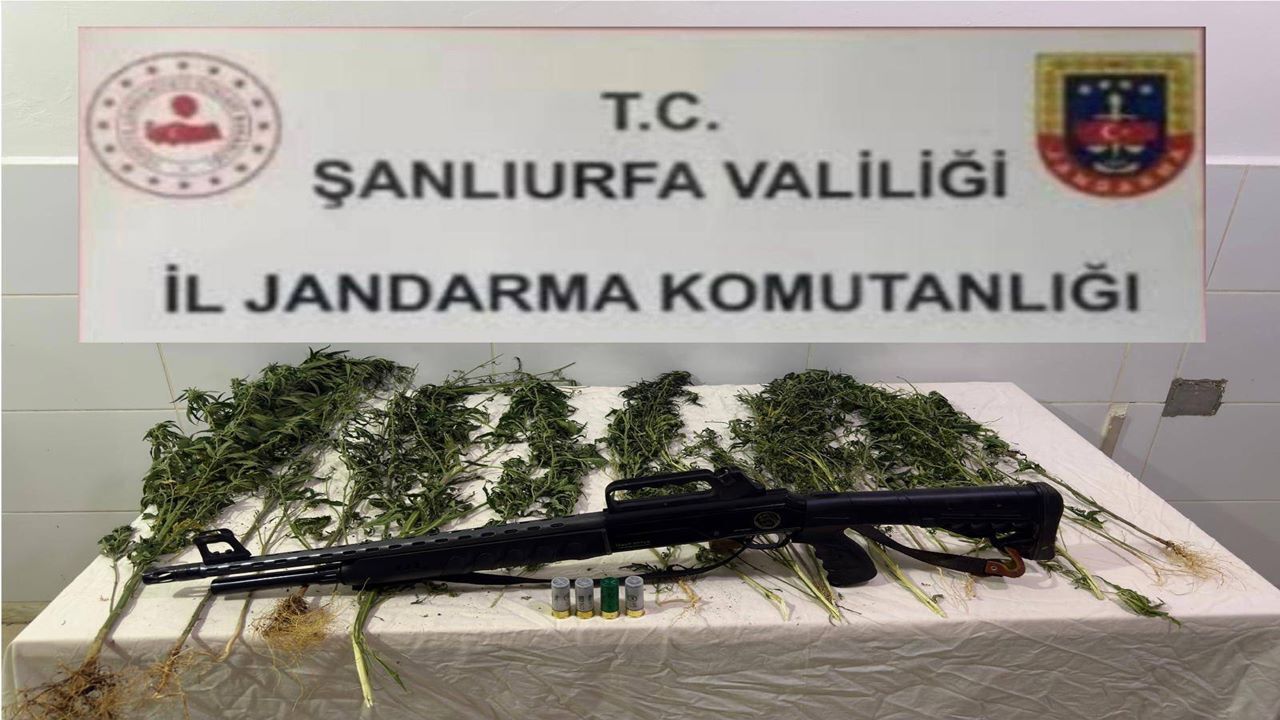 Şanlıurfa’da Hint keneviri operasyonu: 1 gözaltı!