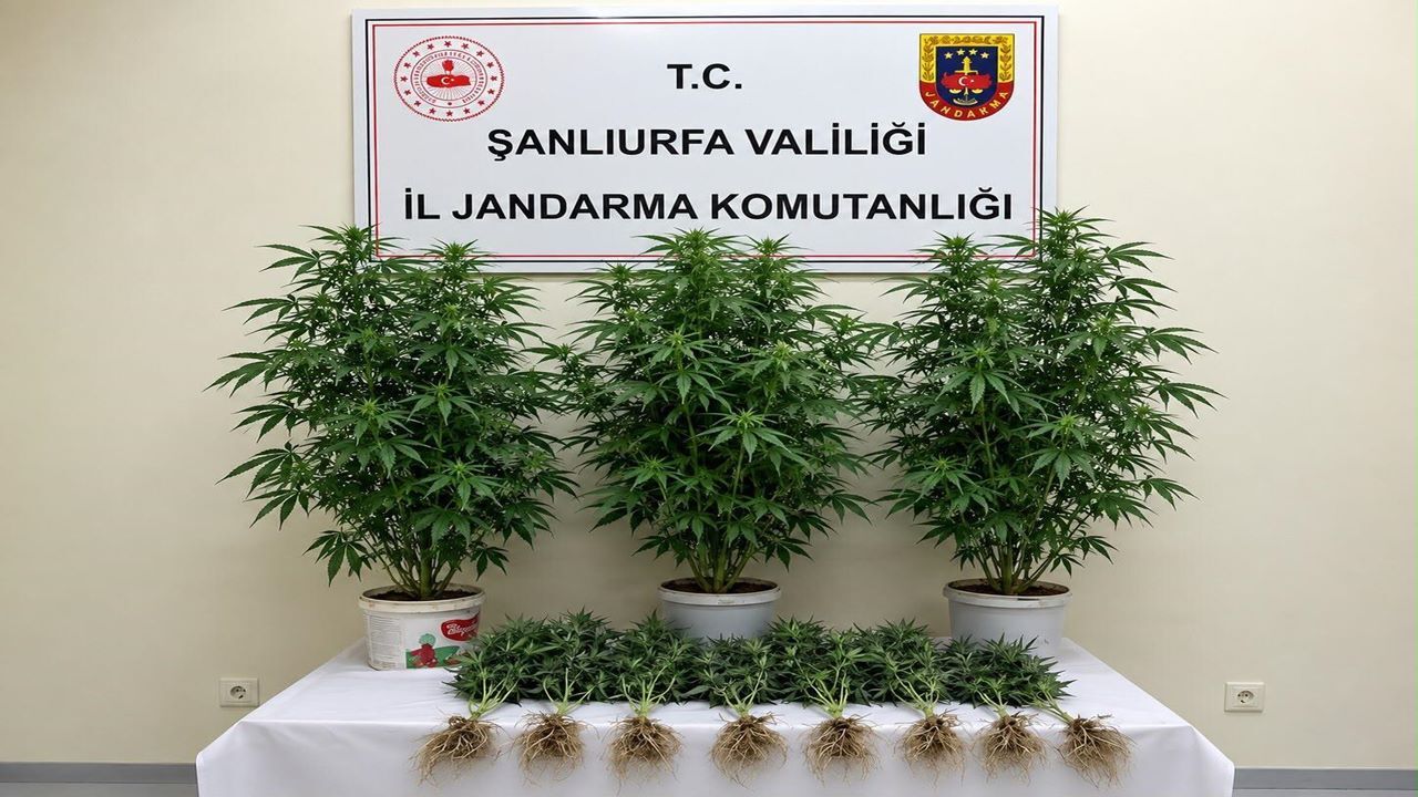 Şanlıurfa'da kenevir operasyonu!