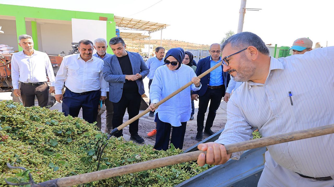 Şanlıurfa’da fıstık hasadı başladı: Vekil Yazmacı ilk hasada katıldı