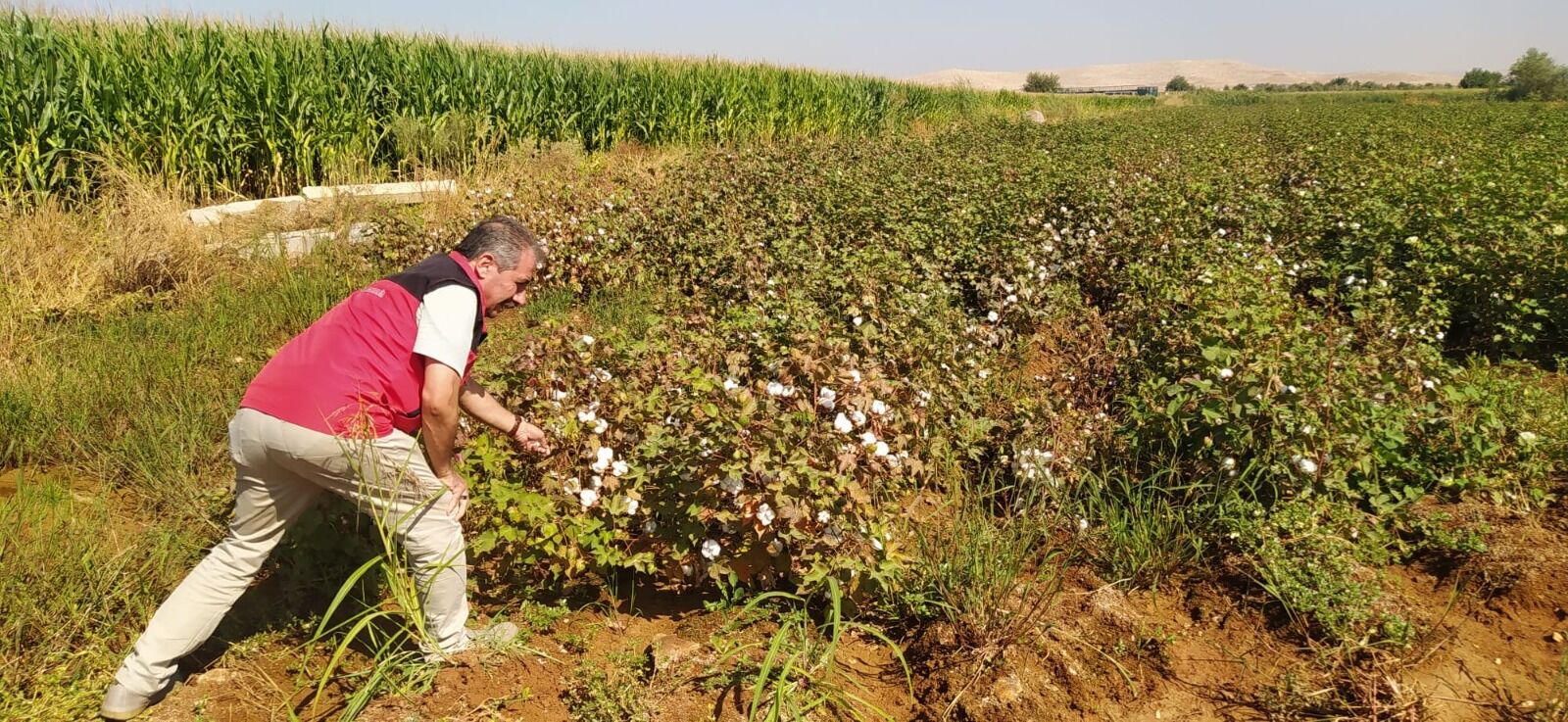Şanlıurfa’da Pamuk Kozaları Açılmaya Başladı! Mısırda Son Durum
