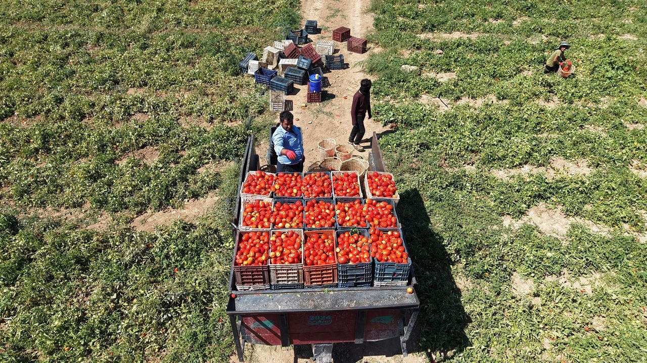 Şanlıurfalı çiftilerden Amerika, İtalya, Hollanda ve Fransa'ya dev ihracat: Elazığ'da üretilip, İzmir'de paketleniyorlar