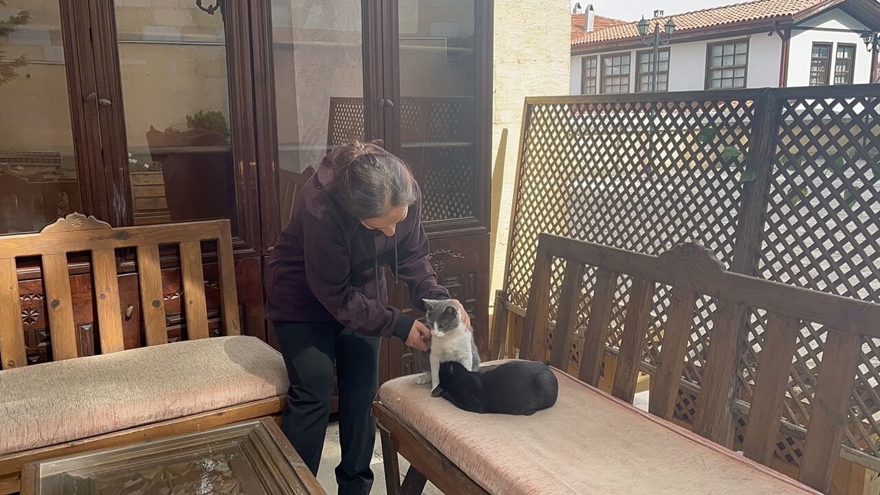 İki Kardeş Kediden Dikkat Çeken Görüntü!
