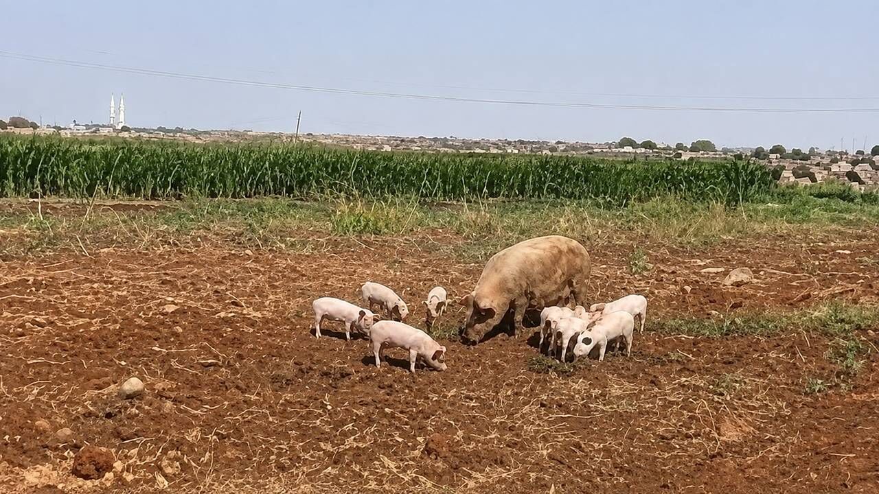 Şanlıurfa’da görülen domuz sürüsü paniğe sebep oldu!