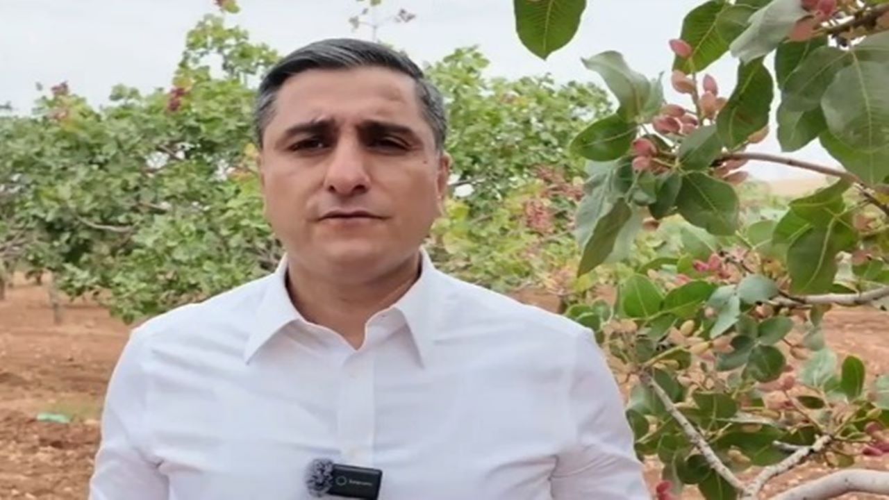 CHP'li Karadağ'dan Şanlıurfalı fıstık üreticisini rahatlatacak çağrı