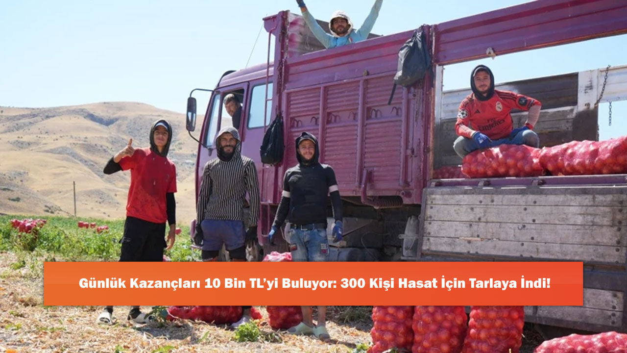 Günlük Kazançları 10 Bin TL’yi Buluyor: 300 Kişi Hasat İçin Tarlaya İndi!
