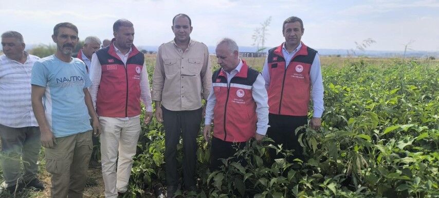 Şanlıurfa’da patlıcan tarlasında hasat mesaisi