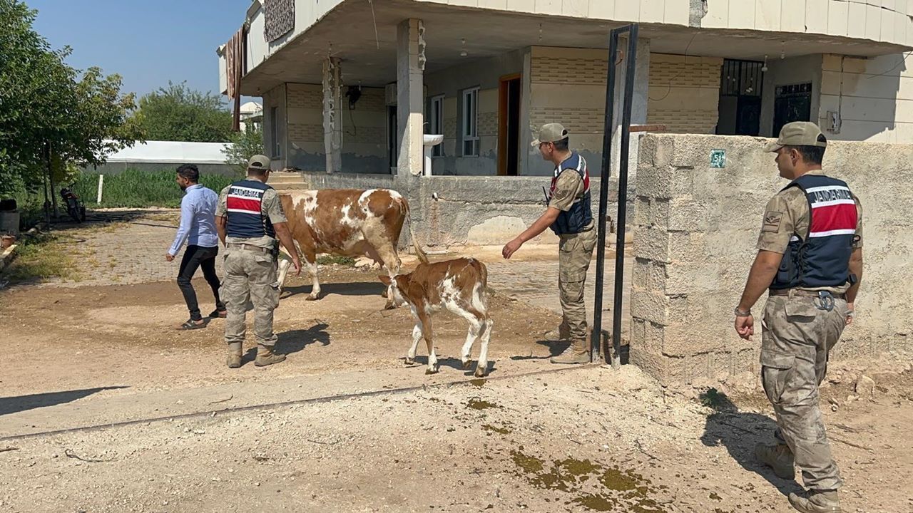 Dolandırıcıların oyununu Şanlıurfa jandarması bozdu!