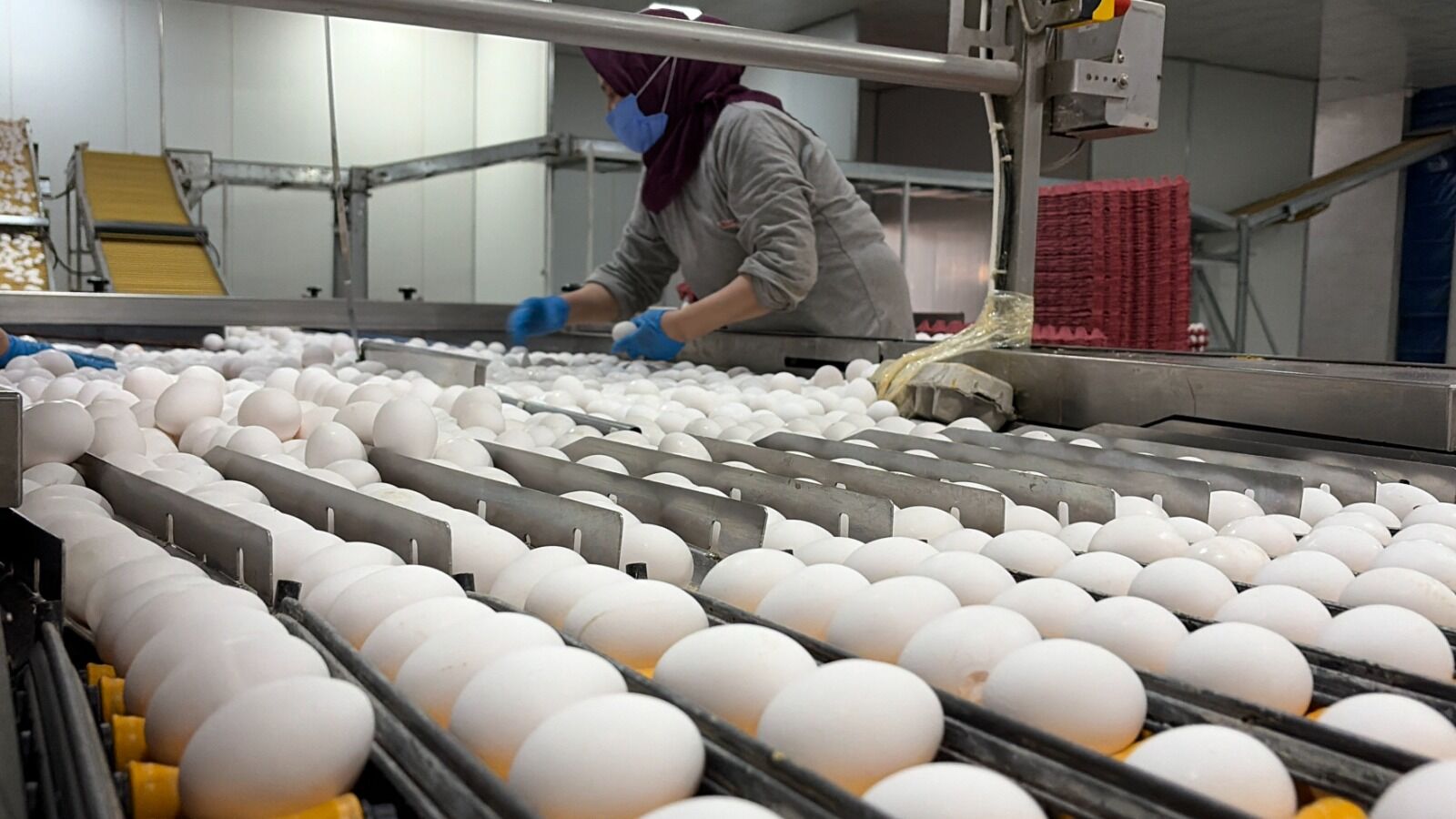 Afyonkarahisarlı Yumurta Üreticilerinin Gözü Tahıl Koridoru ve Ham Madde Desteğinde