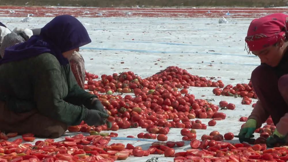 Şanlıurfalı işçilerin kuru domates mesaisi Kayseri'de devam ediyor