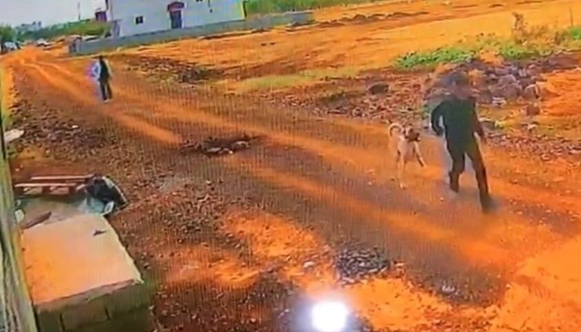 Şanlıurfa’da Kangal Köpeğini Böyle Çaldılar! Görüntüler Kamerada (2)